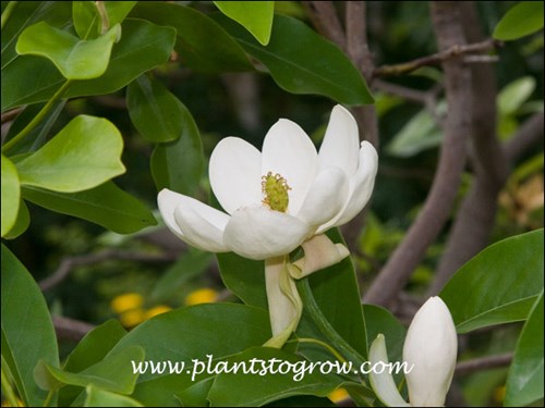 Sweet Bay Magnolia (Magnolia virginica)